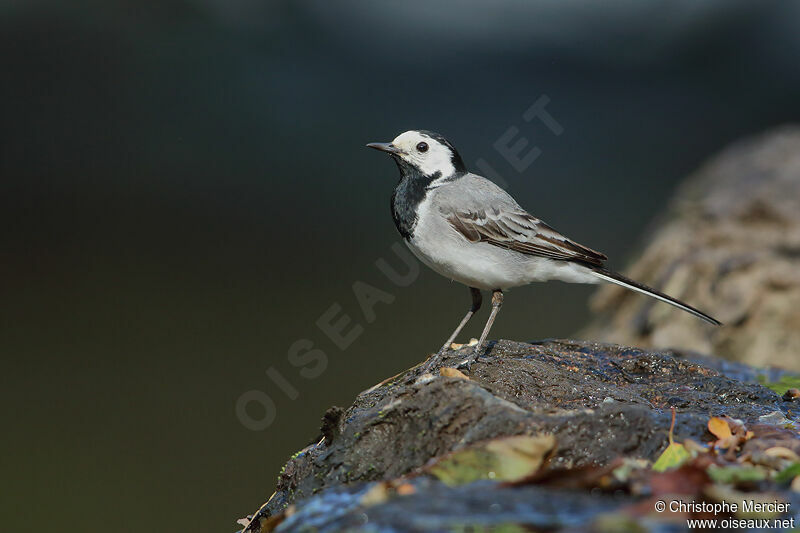 White Wagtail