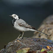 White Wagtail