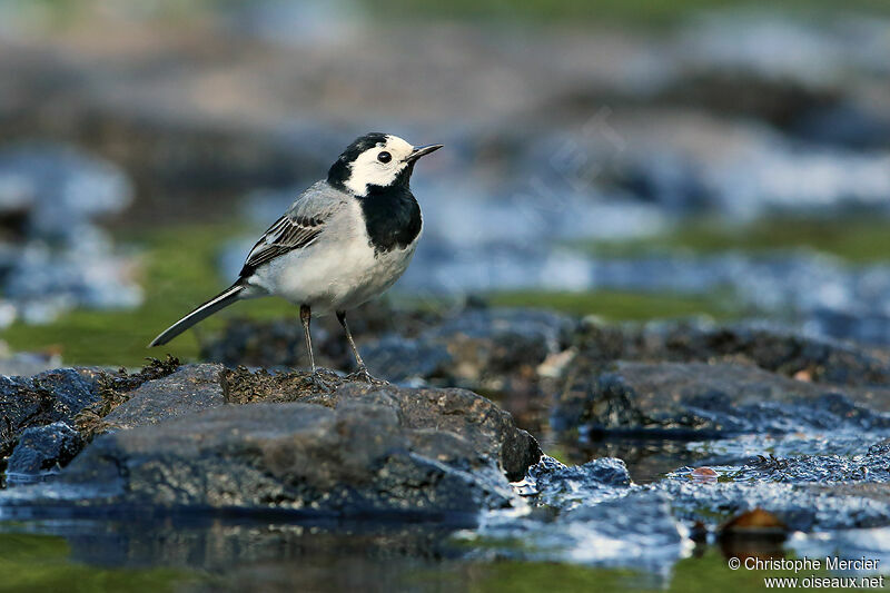 White Wagtail