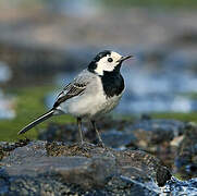 White Wagtail