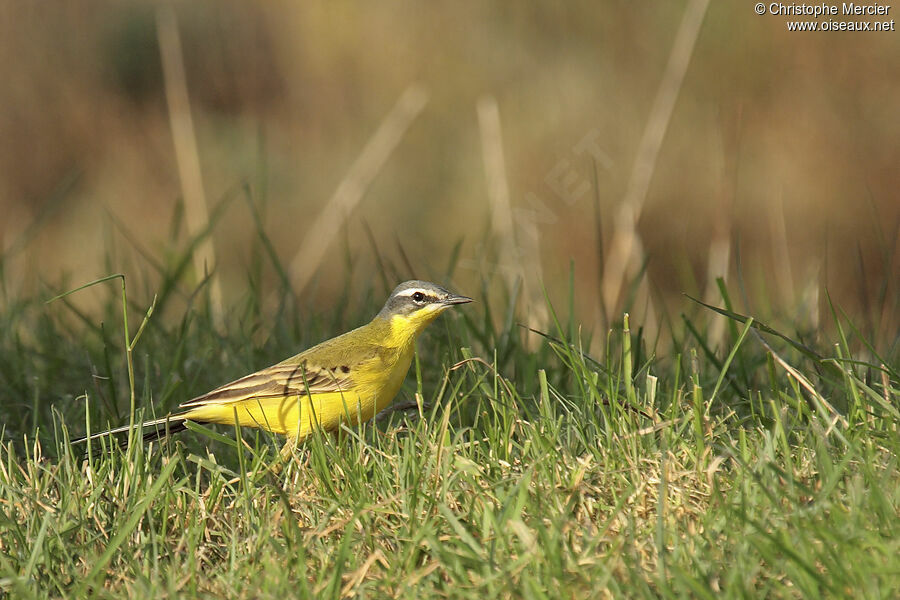 Western Yellow Wagtail