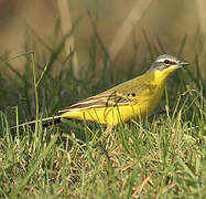 Western Yellow Wagtail