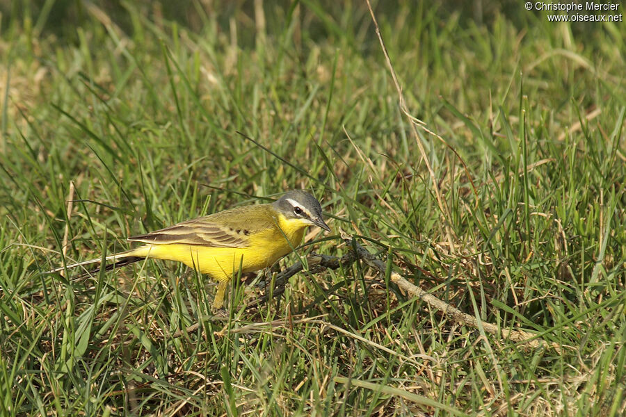 Western Yellow Wagtail