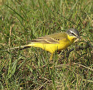 Western Yellow Wagtail