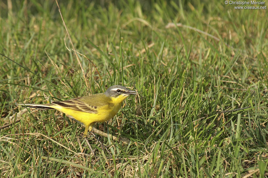 Western Yellow Wagtail