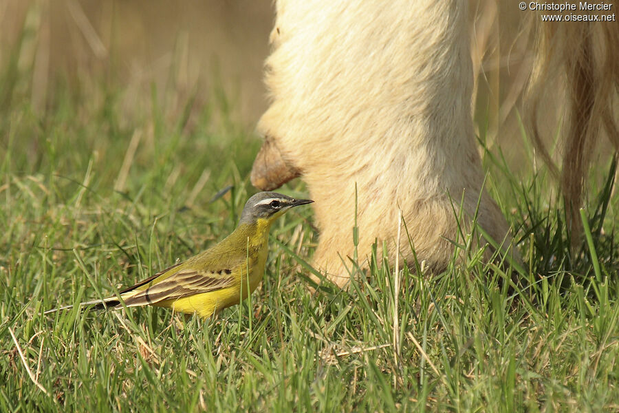 Western Yellow Wagtail