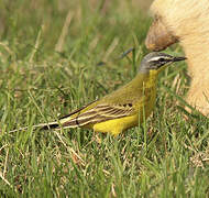 Western Yellow Wagtail