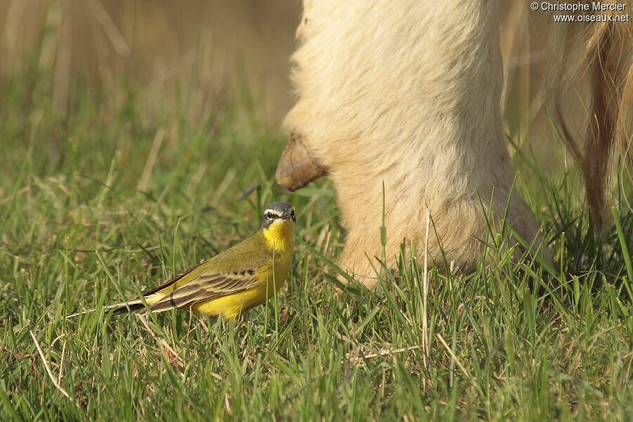 Western Yellow Wagtail