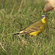 Western Yellow Wagtail