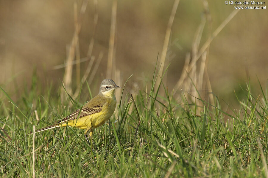 Western Yellow Wagtail