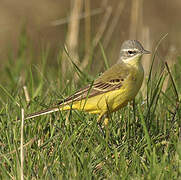 Western Yellow Wagtail