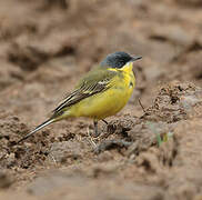 Western Yellow Wagtail