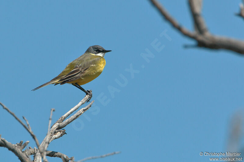 Western Yellow Wagtail