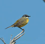 Western Yellow Wagtail