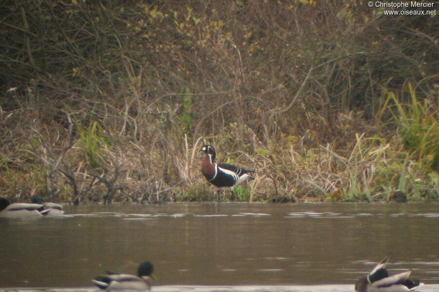 Red-breasted Goose