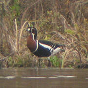 Red-breasted Goose