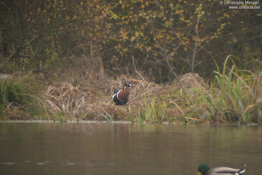 Red-breasted Goose