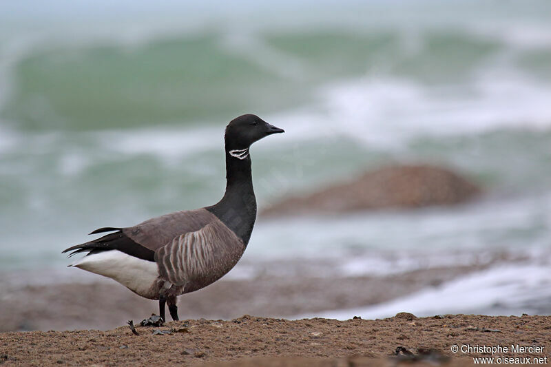 Brant Goose