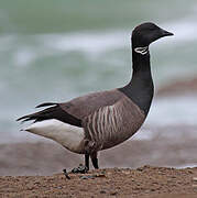 Brant Goose