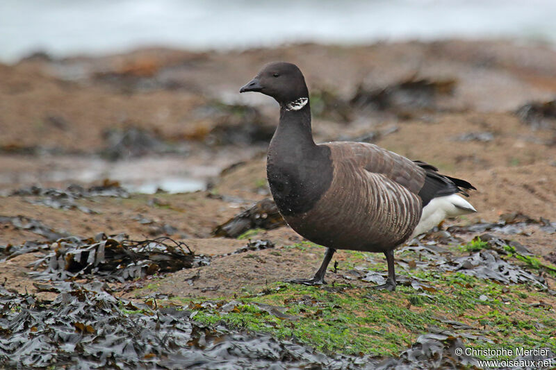 Brant Goose