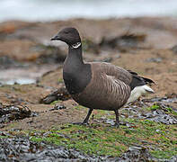 Brant Goose