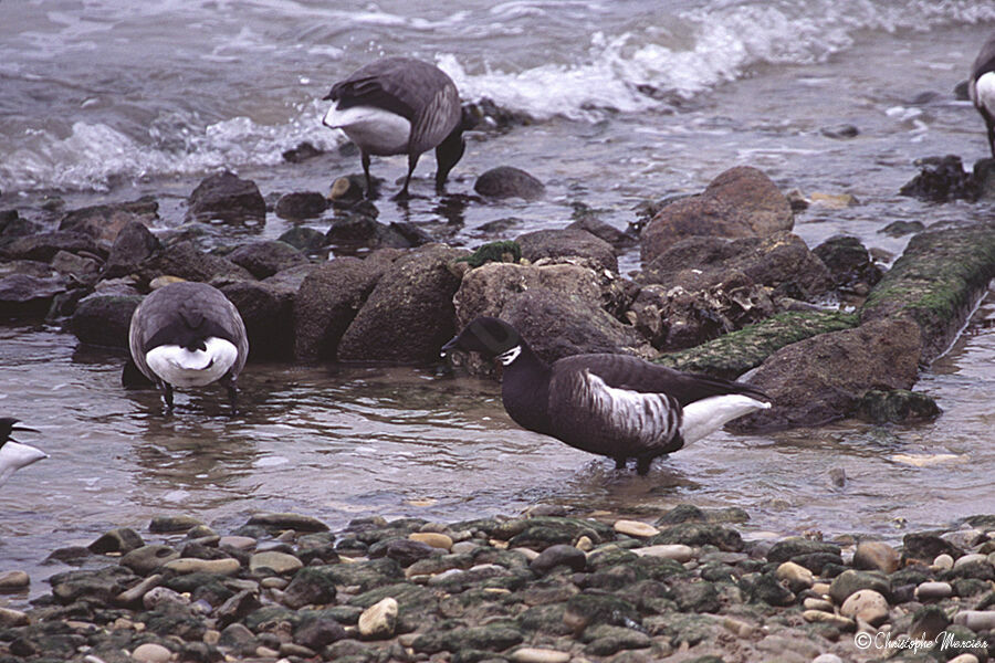 Brant Goose (nigricans)