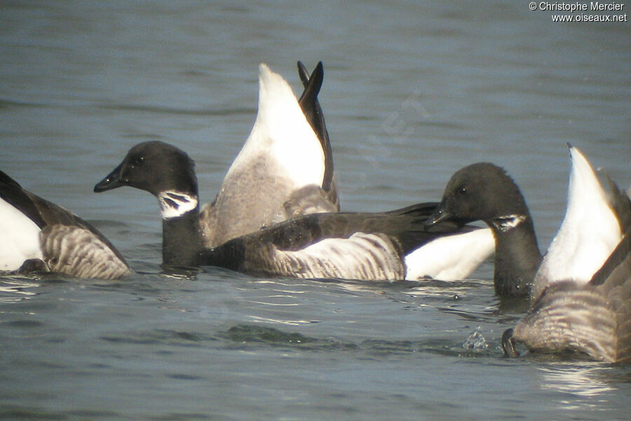 Brant Goose (nigricans)