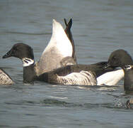 Brant Goose (nigricans)