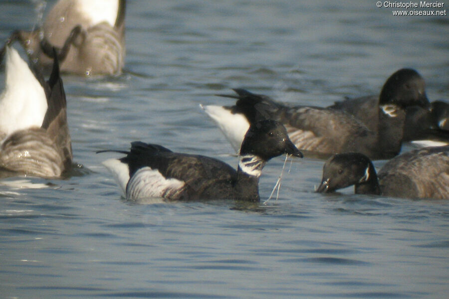 Brant Goose (nigricans)