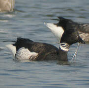 Brant Goose (nigricans)