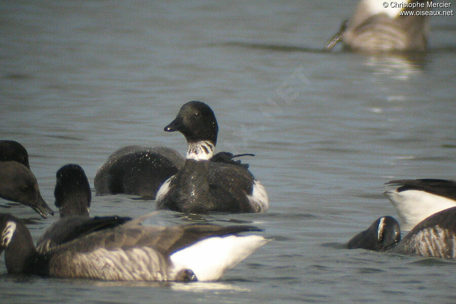 Brant Goose (nigricans)