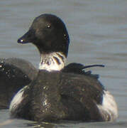 Brant Goose (nigricans)