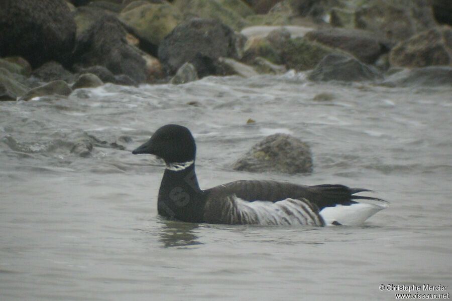 Brant Goose (nigricans)