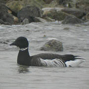 Brant Goose (nigricans)