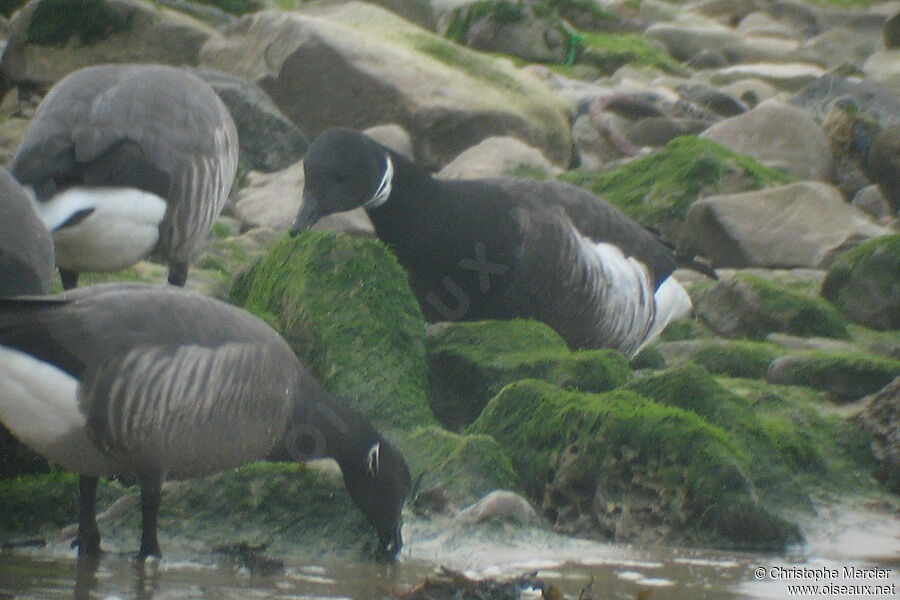 Brant Goose (nigricans)