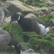 Brant Goose (nigricans)