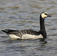 Barnacle Goose