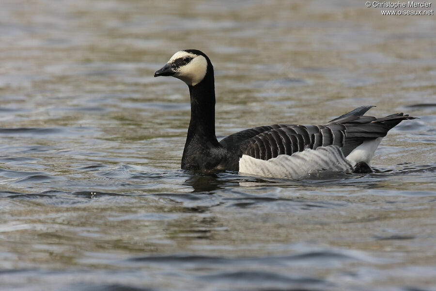 Barnacle Goose