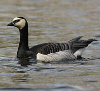 Barnacle Goose