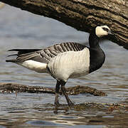 Barnacle Goose