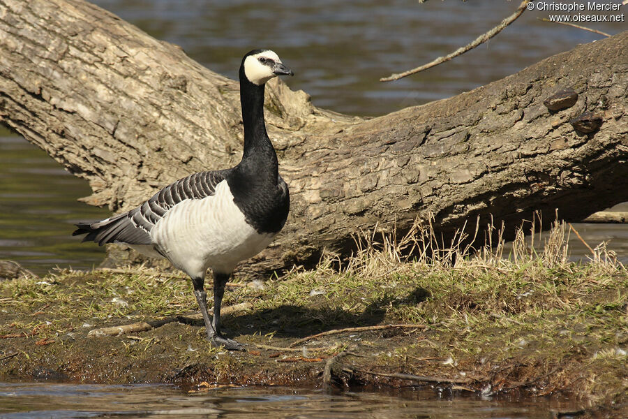 Barnacle Goose