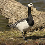 Barnacle Goose