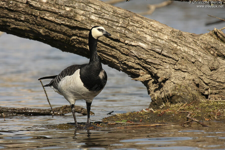 Barnacle Goose