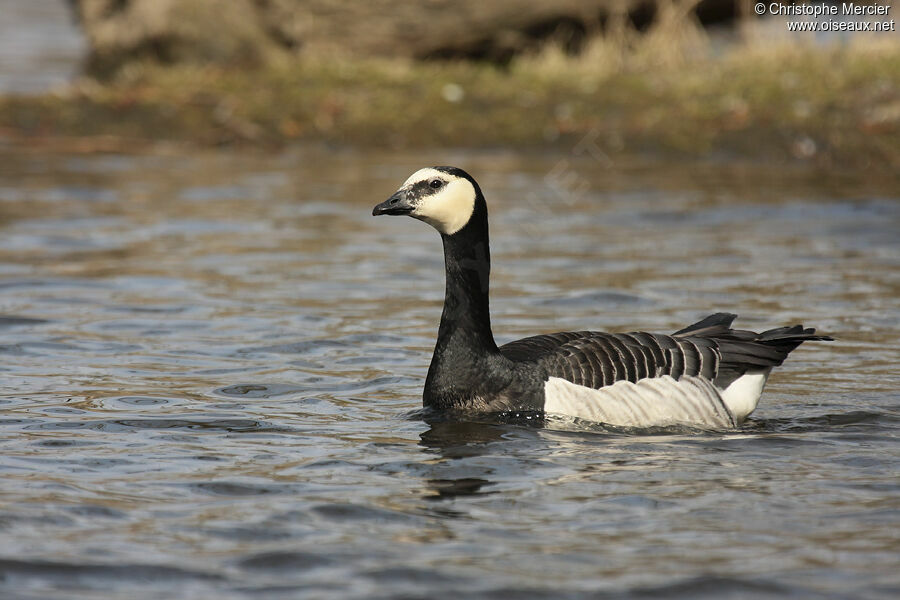 Barnacle Goose