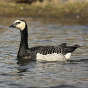 Barnacle Goose