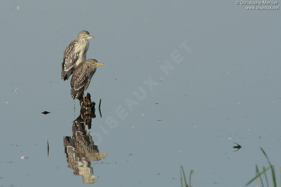 Black-crowned Night Heron