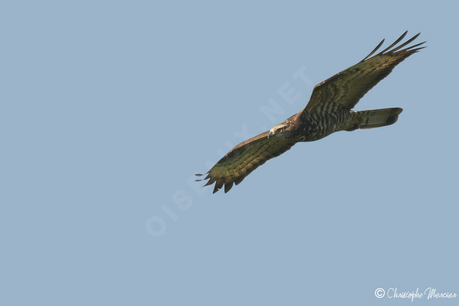 European Honey Buzzard