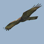 European Honey Buzzard