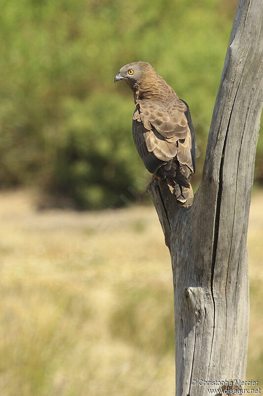 European Honey Buzzard