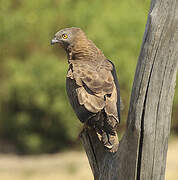 European Honey Buzzard